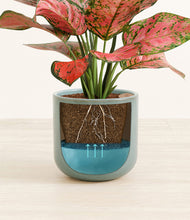 Load image into Gallery viewer, Reactive Aqua stand:all