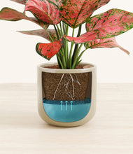 Load image into Gallery viewer, Sage Green stand:all