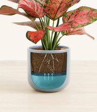 Load image into Gallery viewer, Misty Blue stand:all