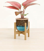 Load image into Gallery viewer, Glossy Pink stand:bamboo
