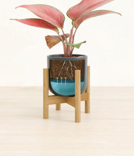 Load image into Gallery viewer, Iron Gray stand:bamboo
