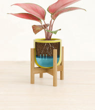Load image into Gallery viewer, Key Lime Yellow stand:bamboo
