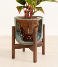 Load image into Gallery viewer, Sage Green stand:walnut