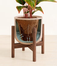 Load image into Gallery viewer, Sandy Pink stand:walnut