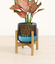 Load image into Gallery viewer, Deep Navy stand:bamboo