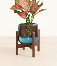 Load image into Gallery viewer, Deep Navy stand:walnut