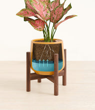 Load image into Gallery viewer, Mustard stand:walnut