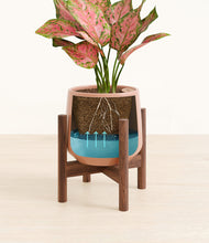 Load image into Gallery viewer, Calm Rose stand:walnut