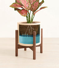 Load image into Gallery viewer, Cream stand:walnut