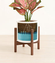 Load image into Gallery viewer, White stand:walnut