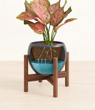 Load image into Gallery viewer, Deep Navy stand:walnut