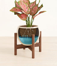 Load image into Gallery viewer, Shiny EggWhite stand:walnut