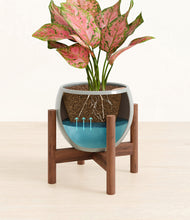 Load image into Gallery viewer, Deep Ocean stand:walnut