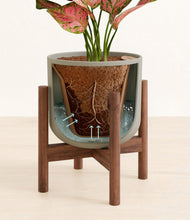 Load image into Gallery viewer, Sage Green stand:walnut