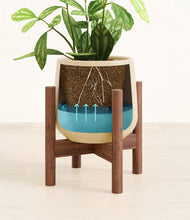 Load image into Gallery viewer, Almond Green stand:walnut