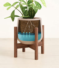 Load image into Gallery viewer, Eternal Gray stand:walnut