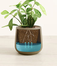 Load image into Gallery viewer, Olive