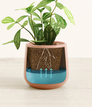 Load image into Gallery viewer, Calm Rose