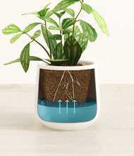 Load image into Gallery viewer, White