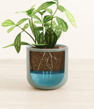 Load image into Gallery viewer, Reactive Aqua