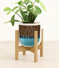 Load image into Gallery viewer, Cotton White stand:bamboo
