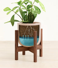 Load image into Gallery viewer, Sandy Pink stand:walnut