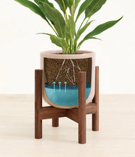 Load image into Gallery viewer, Sandy Pink stand:walnut