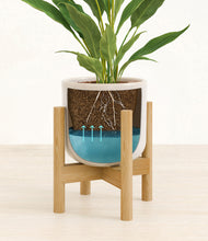 Load image into Gallery viewer, Snowdrift White stand:walnut