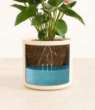 Load image into Gallery viewer, Cream