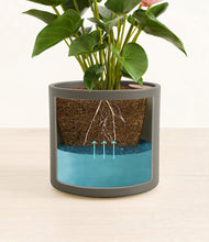 Load image into Gallery viewer, Dark Olive