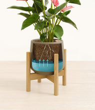 Load image into Gallery viewer, Olive stand:bamboo