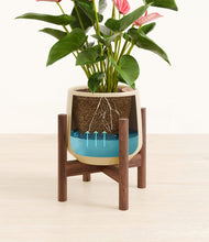 Load image into Gallery viewer, Almond Green stand:walnut