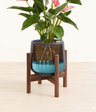 Load image into Gallery viewer, Deep Navy stand:walnut