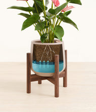 Load image into Gallery viewer, Eternal Gray stand:walnut