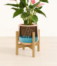Load image into Gallery viewer, Gentle Pink stand:bamboo