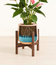 Load image into Gallery viewer, Gentle Pink stand:walnut