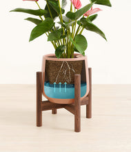 Load image into Gallery viewer, Calm Rose stand:walnut