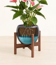 Load image into Gallery viewer, Deep Navy stand:walnut