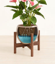 Load image into Gallery viewer, Desert Brown stand:walnut