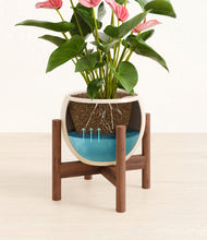 Load image into Gallery viewer, Shiny EggWhite stand:walnut