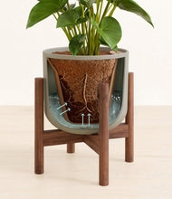 Load image into Gallery viewer, Sage Green stand:walnut