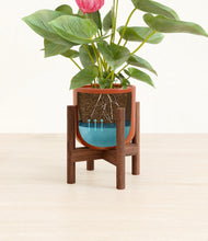 Load image into Gallery viewer, Glossy Red stand:walnut