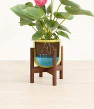 Load image into Gallery viewer, Key Lime Yellow stand:walnut