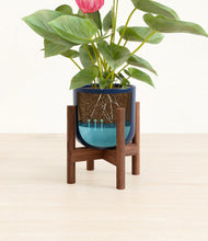 Load image into Gallery viewer, Twilight Blue stand:walnut