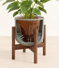 Load image into Gallery viewer, Sage Green stand:walnut