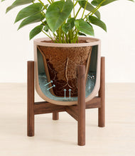 Load image into Gallery viewer, Sandy Pink stand:walnut