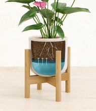 Load image into Gallery viewer, Snowdrift White stand:walnut