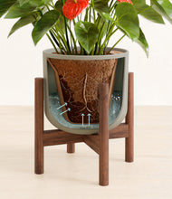 Load image into Gallery viewer, Sage Green stand:walnut