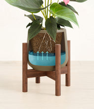 Load image into Gallery viewer, Olive stand:walnut