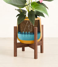 Load image into Gallery viewer, Mustard stand:walnut